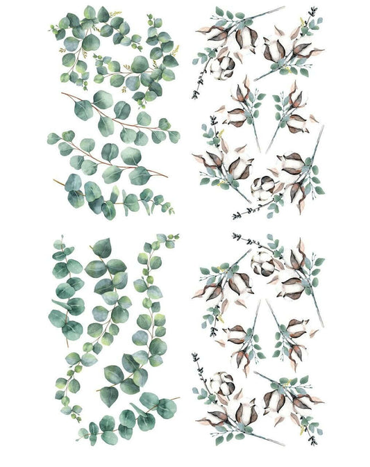 Cotton and Eucalyptus- Transfer
